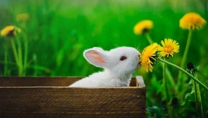 广州对比佛山，哪座城市更懂得品茶？